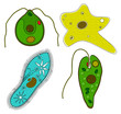 A set of protozoa