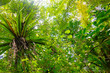 Madagascar Jungle