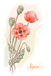 Red poppy (Papaver). Watercolor style.