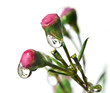 spring buds with dew drops