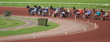 course de trot attelé