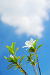 flower in the morning