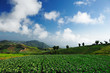 crops in the field ready for harvest in rural China