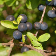 Schlehdorn