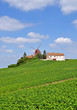 in der Champagne bei Verzenay in der Champagne bei Verzenay