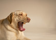 Gähnender Hund