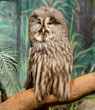 wise looking owl wise looking owl