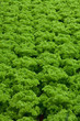 vegetables hydroponics farm,Cameron Malaysia