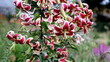 bush large the red lilies