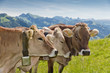 brown swiss cows
