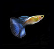 guppy pet fish