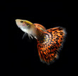 guppy pet fish