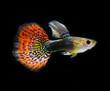 Foto: guppy pet fish guppy pet fish