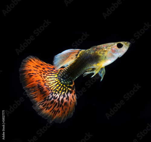 Foto: guppy pet fish guppy pet fish