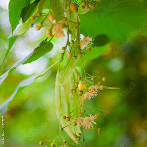 Photo: Lime-tree blossoms Lime-tree blossoms