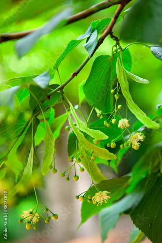 Photo: Lime-tree blossoms Lime-tree blossoms
