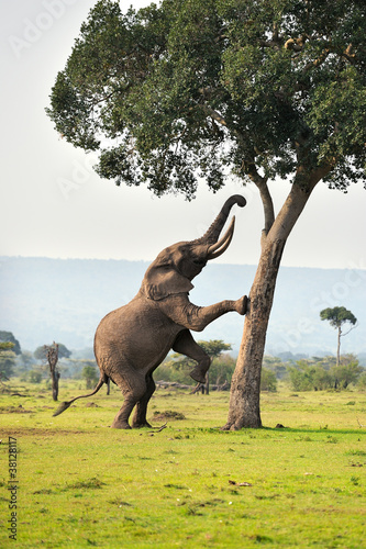 Photo: Elephant Elephant