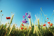 summer wildflowers