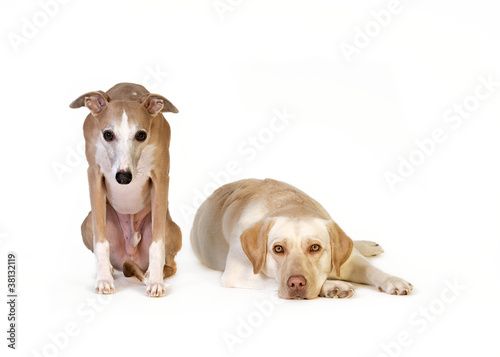 Photo: Hund schaut überrascht Hund schaut überrascht