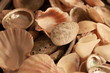 Muscheln