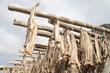Photo: Stockfish of Å Stockfish of Å