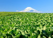 富士山　箱根山麓にて