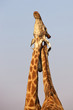Giraffes Necking