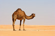 Empty Quarter Camel