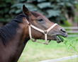 brown horse