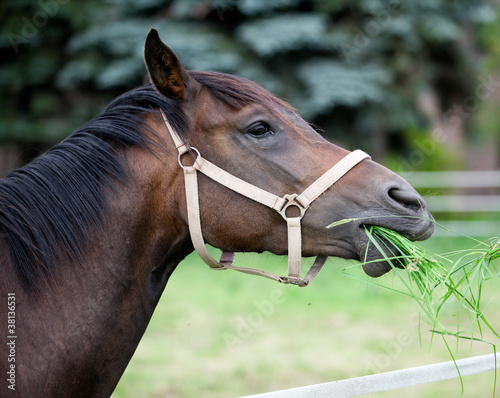 Photo: brown horse brown horse