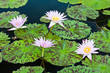 blooming lotus flower over green background