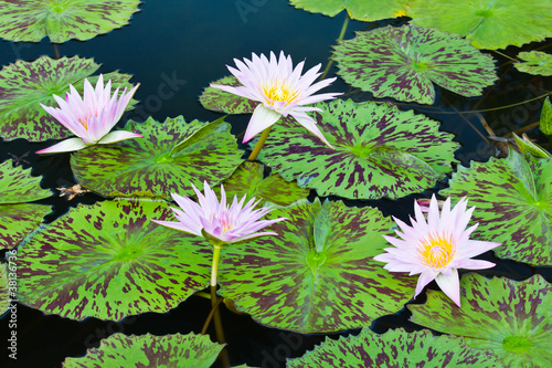 Photo: blooming lotus flower over green background blooming lotus flower over green background