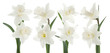 daffodil
