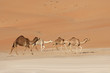Empty Quarter Camels