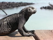 Iguane marin