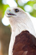 red kite eagle close up