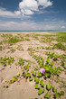 plant on the beach with blue sky