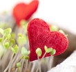 Photo: coeur dans une plantation croissance coeur dans une plantation croissance