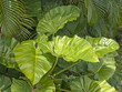 Tropical leaves