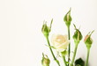 bouquet of multicolored roses, small sprays bouquet of multicolored roses, small sprays