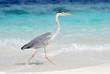 Photo: Heron fishing on shore Heron fishing on shore