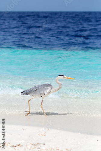 Photo: Heron fishing on shore Heron fishing on shore