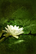 lily flower print