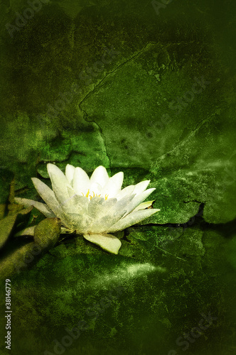 Photo: lily flower print lily flower print