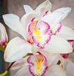 White orchids