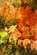 maple print