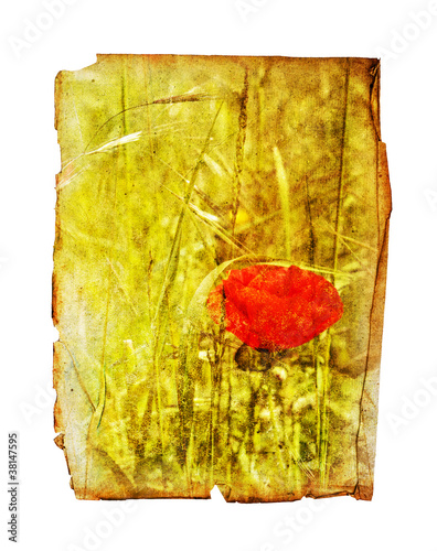 Photo: poppy print poppy print