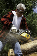 Forestry worker cutting tree with chainsaw