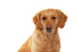 Golden retriever isolated on white