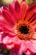 vintage flower paper